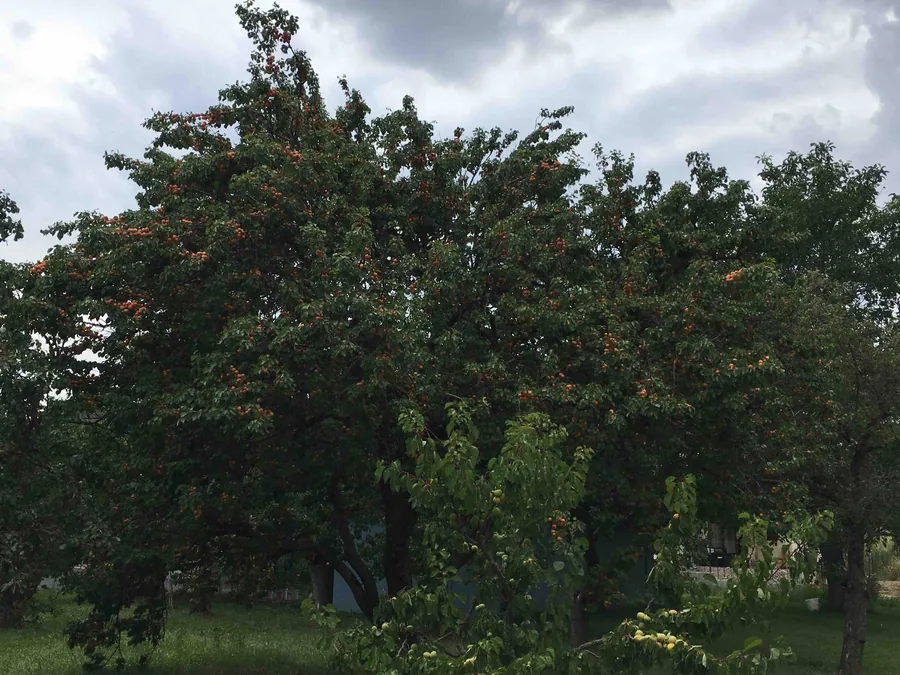 Marillenbaum voller Früchte unter bewölktem Himmel
