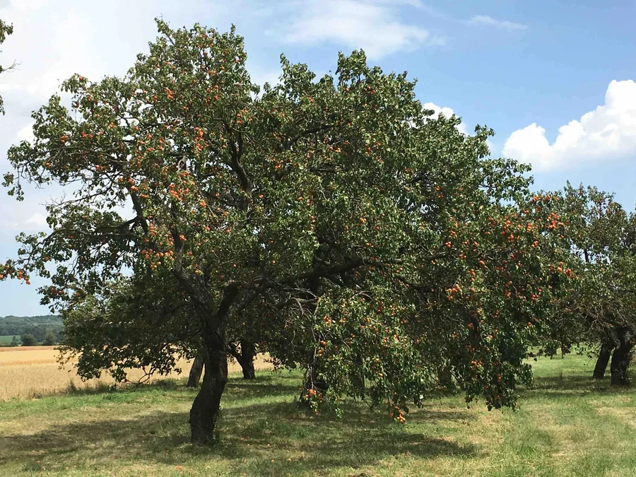 Alte Marillenbäume voller reifer Früchte unter blauem Himmel, dahinter ein Getreidefeld
