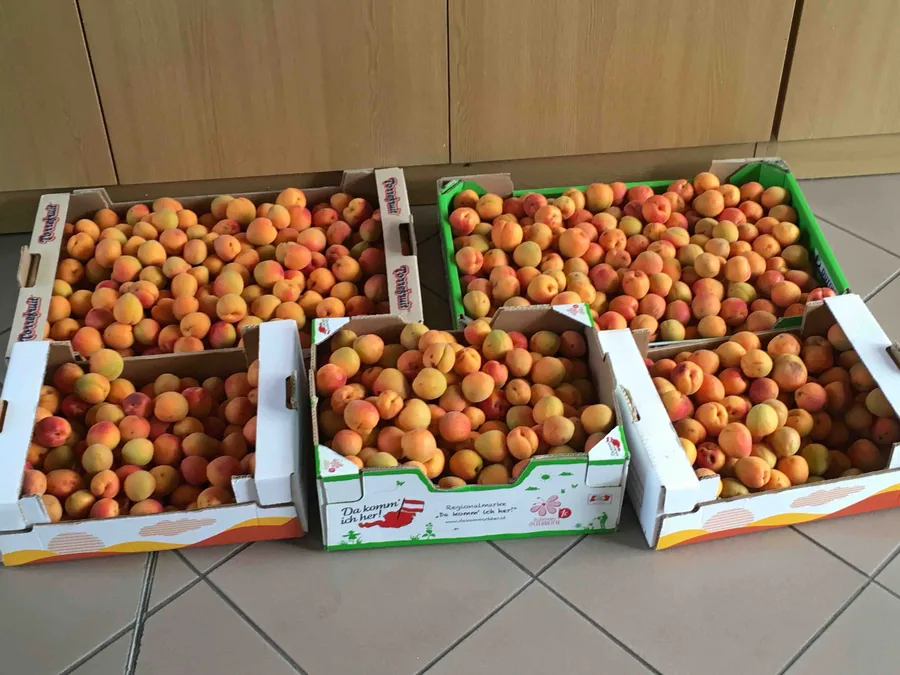 Steigen voller frisch geernteter Marillen