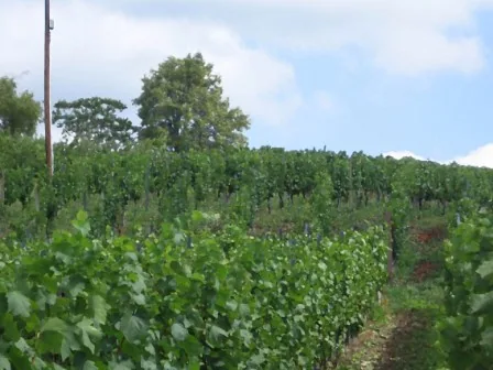 Rebzeilen im Weingarten unter Sommerhimmel